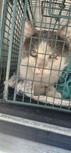 adoptable Cat in San Antonio, TX named ZERO