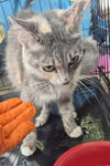 adoptable Cat in San Antonio, TX named MAGENTA