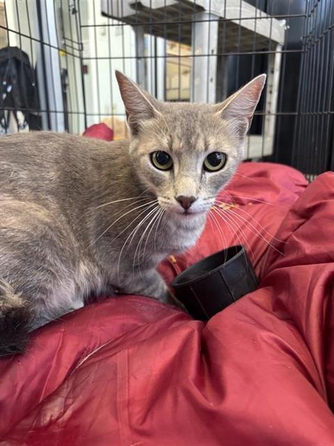 adoptable Cat in San Antonio, TX named CANDACE