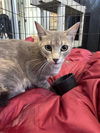 adoptable Cat in San Antonio, TX named CANDACE
