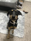 adoptable Dog in San Antonio, TX named TOPAZ
