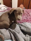 adoptable Dog in San Antonio, TX named ACENHEIMER