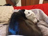 adoptable Dog in San Antonio, TX named LUCY