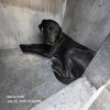 adoptable Dog in San Antonio, TX named MARLEY