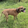 adoptable Dog in San Antonio, TX named SCOOBY DOO