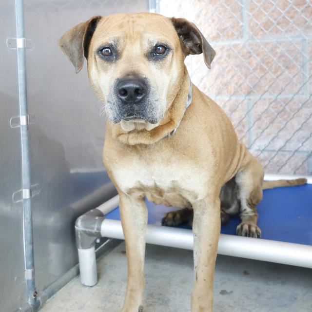 adoptable Dog in San Antonio, TX named SCOOBY DOO