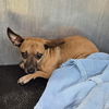 adoptable Dog in San Antonio, TX named EARS