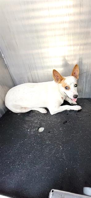 adoptable Dog in San Antonio, TX named LEIA