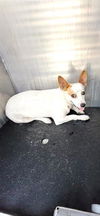 adoptable Dog in San Antonio, TX named LEIA