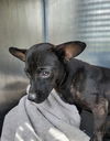 adoptable Dog in San Antonio, TX named PETER