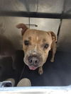 adoptable Dog in San Antonio, TX named LONDON