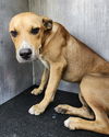 adoptable Dog in San Antonio, TX named MAC