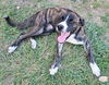 adoptable Dog in San Antonio, TX named PATRON