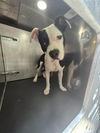 adoptable Dog in San Antonio, TX named PATCH