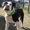 adoptable Dog in  named PATCH