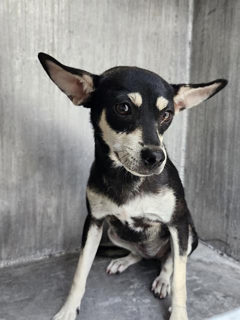 adoptable Dog in San Antonio, TX named MAGGY