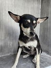 adoptable Dog in San Antonio, TX named MAGGY