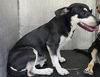 adoptable Dog in San Antonio, TX named TEDDY