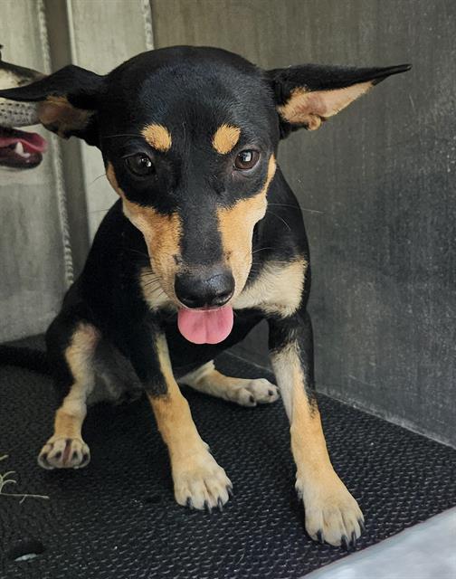 adoptable Dog in San Antonio, TX named JUDE
