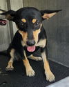 adoptable Dog in San Antonio, TX named JUDE