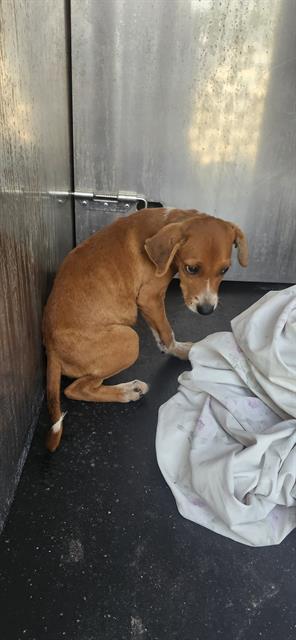 adoptable Dog in San Antonio, TX named LOLA