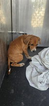 adoptable Dog in San Antonio, TX named LOLA
