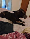 adoptable Dog in San Antonio, TX named BB