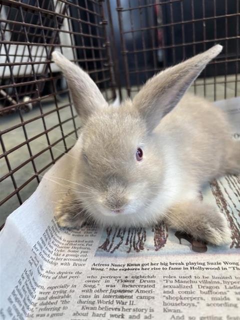adoptable Rabbit in San Antonio, TX named THUMPER
