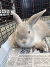 adoptable Rabbit in  named THUMPER