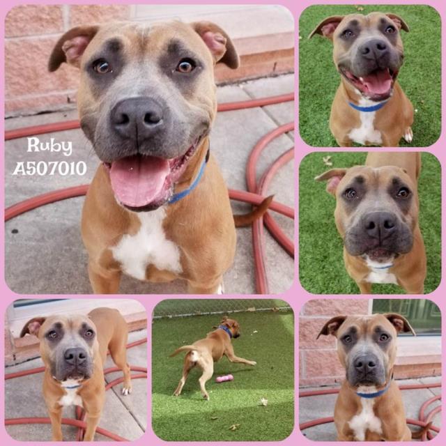 adoptable Dog in San Antonio, TX named RUBY