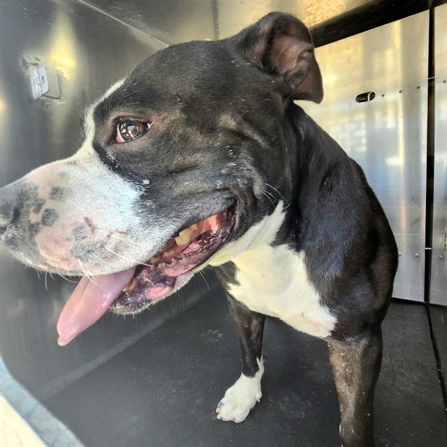 adoptable Dog in San Antonio, TX named JACKS