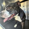 adoptable Dog in  named JACKS