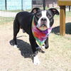 adoptable Dog in  named JACKS