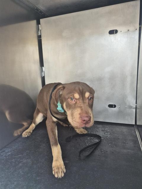 adoptable Dog in San Antonio, TX named KOURTNEY