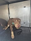 adoptable Dog in  named KOURTNEY