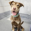 adoptable Dog in  named KOURTNEY