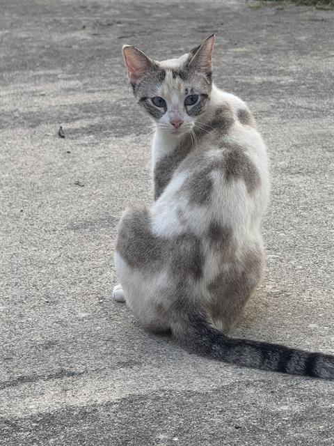 adoptable Cat in San Antonio, TX named A766249