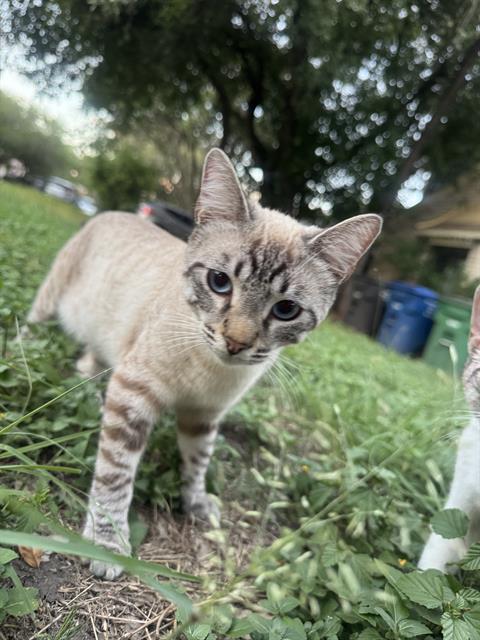 adoptable Cat in San Antonio, TX named A766250