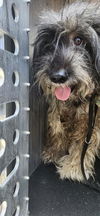 adoptable Dog in  named AMBER