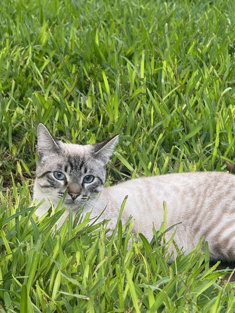 adoptable Cat in San Antonio, TX named A766268