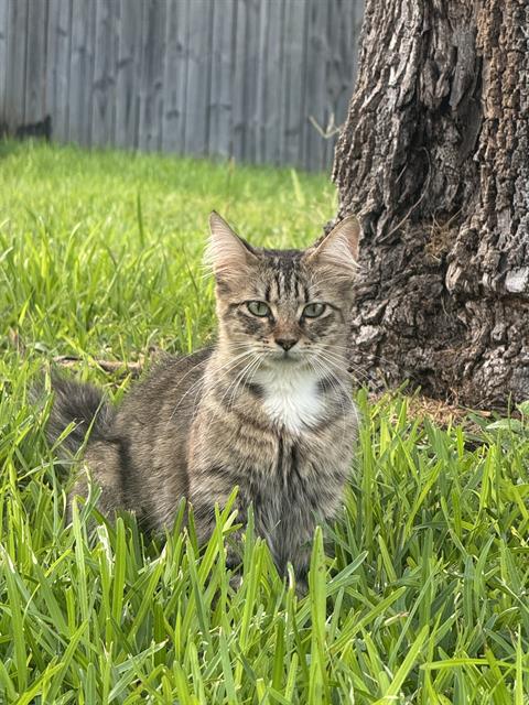adoptable Cat in San Antonio, TX named A766273