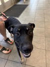 adoptable Dog in  named LADY HIGHLAND