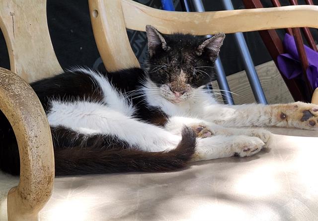 adoptable Cat in San Antonio, TX named LIN