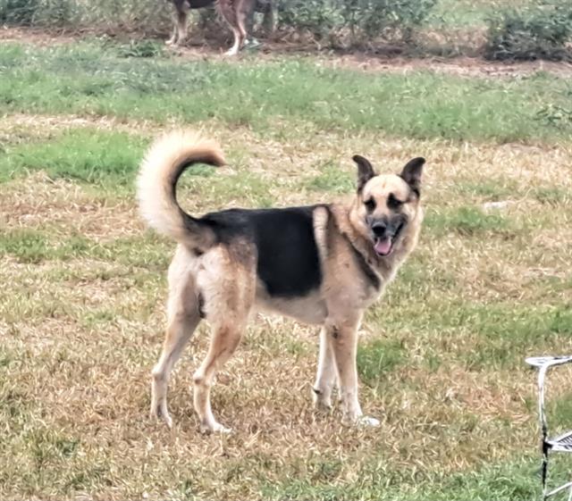adoptable Dog in San Antonio, TX named SHADOW