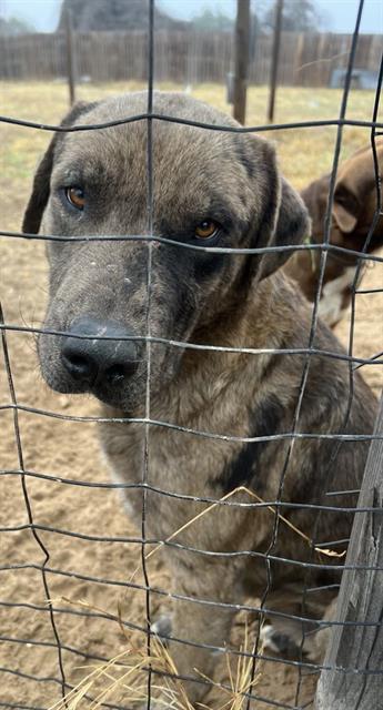 adoptable Dog in San Antonio, TX named CHICHARRON