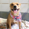 adoptable Dog in  named ROXY