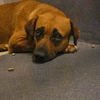 adoptable Dog in  named JENNY