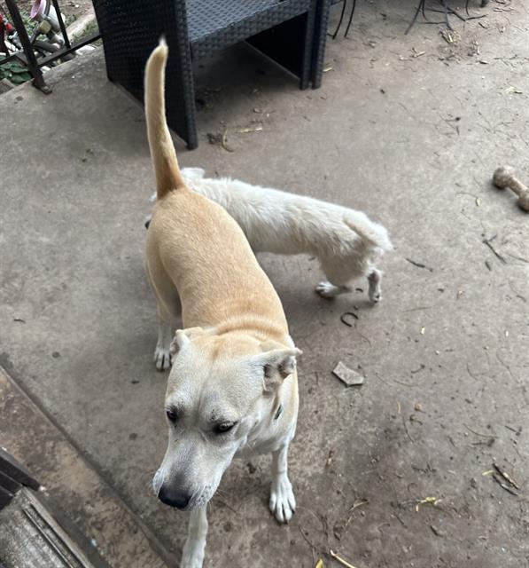 adoptable Dog in San Antonio, TX named MILLIE