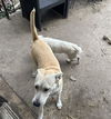 adoptable Dog in  named MILLIE