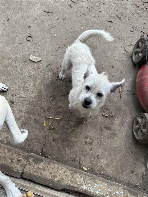 adoptable Dog in San Antonio, TX named HUEY